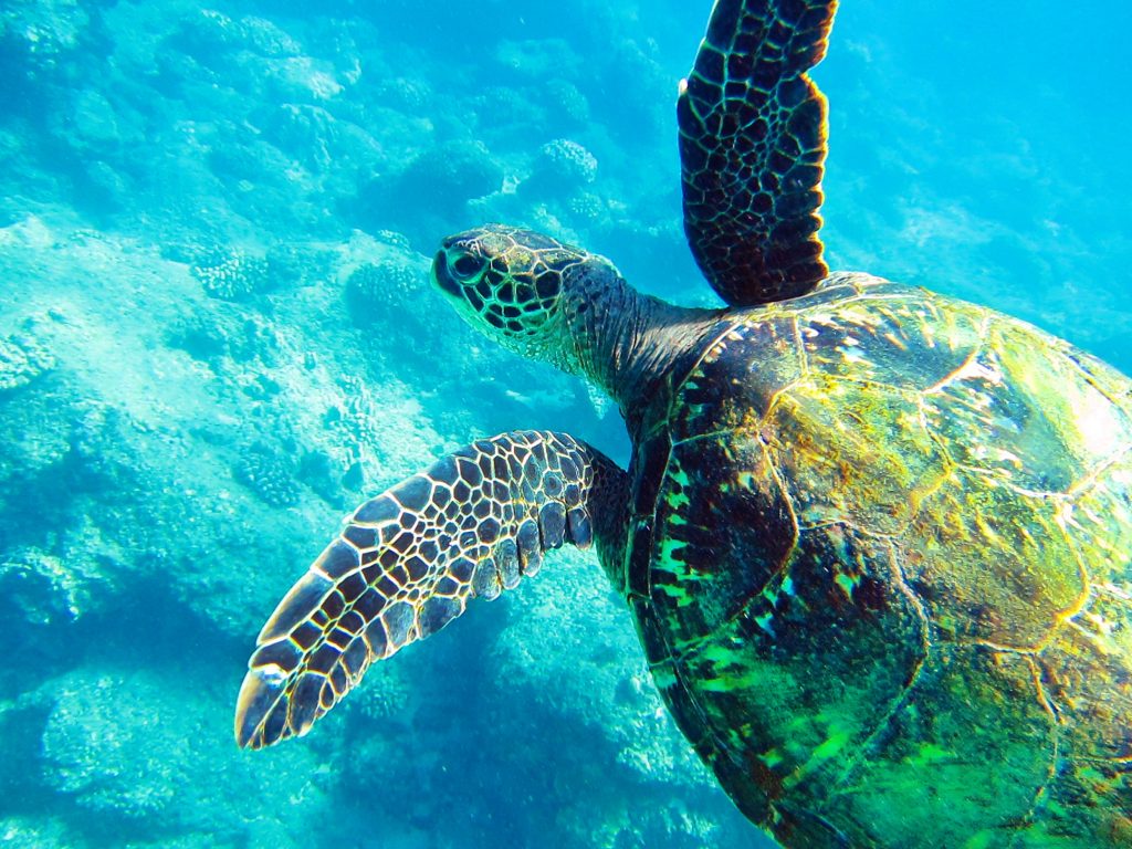 Kilpikonna ui kirkkaan sinisessä meressä