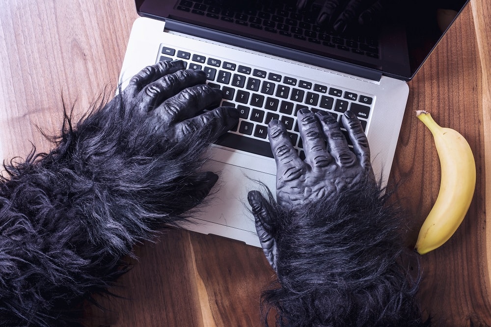 Gorilla näppäilee tietokonetta