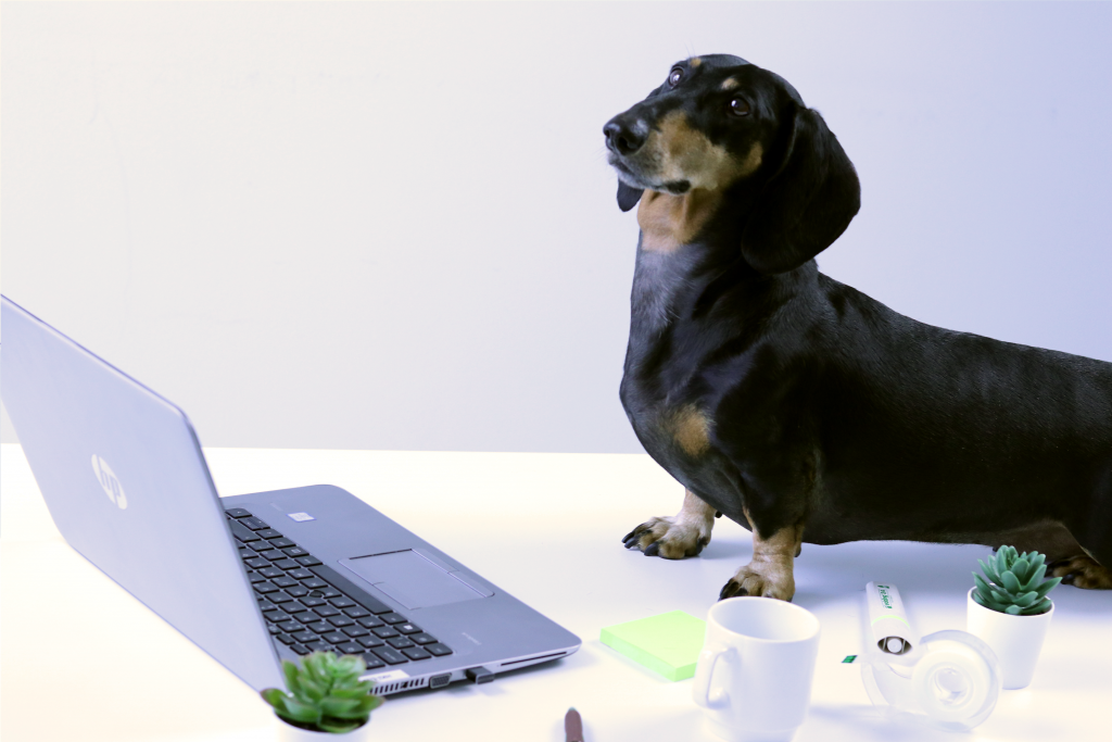 Koira tietokoneella